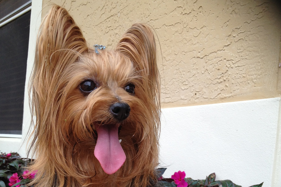 Paws pet foundation Sweetie the inspiration.
