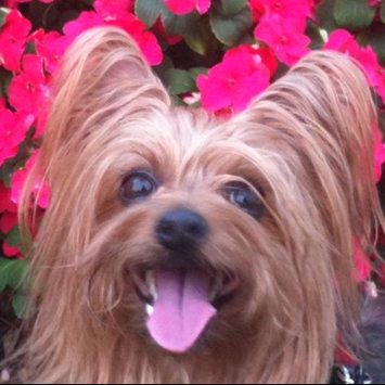 Paws Sweetie the reason the foundation started to help other pets in need.