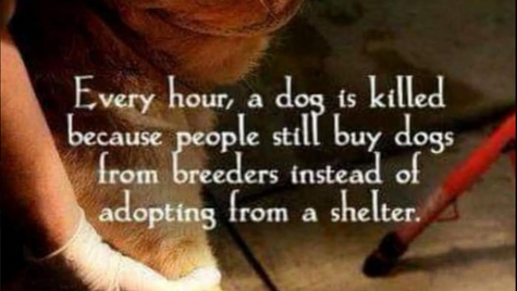 Spay & Neuter Clinic / Senior Center Join Us in Making a Difference At PAWS Pet Foundation, Inc., we're on a mission to prevent the birth of about 10 million puppies and kittens every six years t
