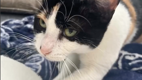 Olive Needs a Home
