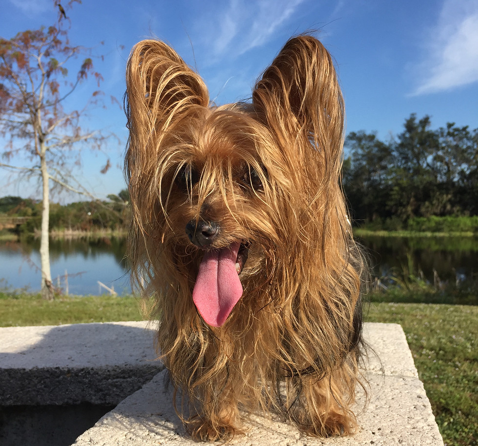Paws pet foundation Sweetie having some fresh air.