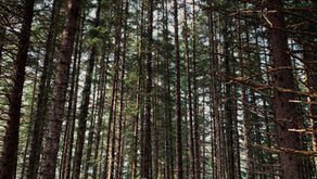 dAXunh q‘Al xuu (I am Eyak)