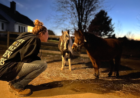Mini ponies Twinkle and Lil Bit watch a volunteer.