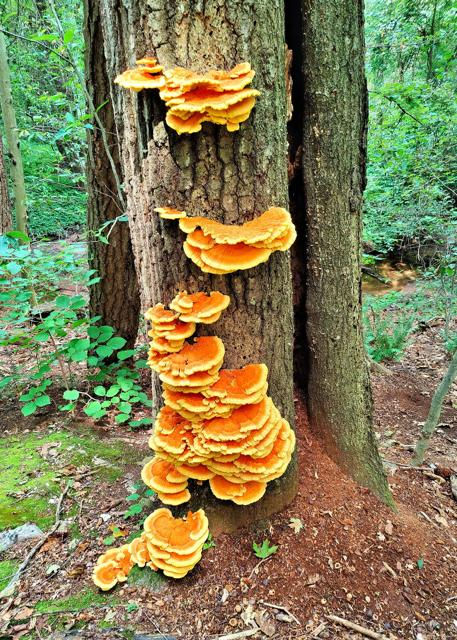 Mushroom Walk through the Hollister Preserve – Whitehouse Tract
