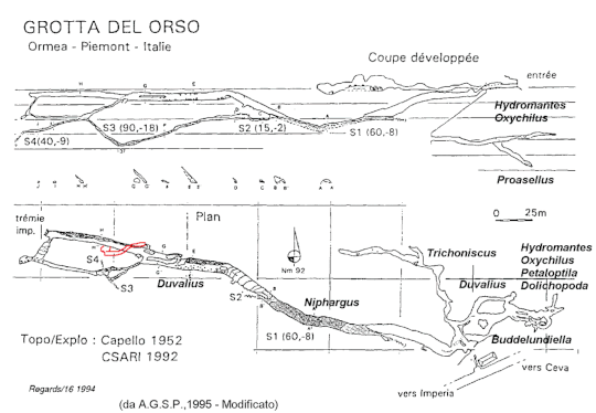 Orso Ponte di Nava IV Sifone