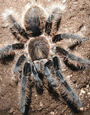 tarantulas fear and learning