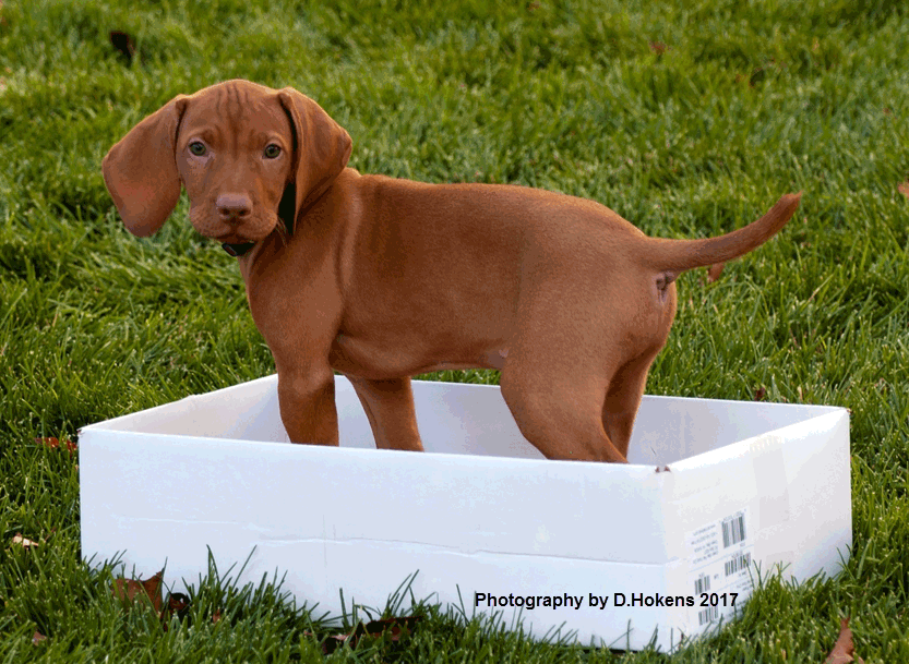 Hokens' vizsla pup exploring & gaining confidence