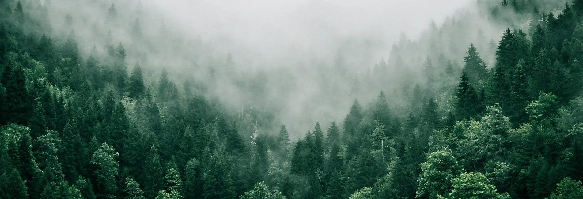 website_trees.webp