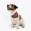 Thumbnail: Maroon Three Dog Bandana + Collar