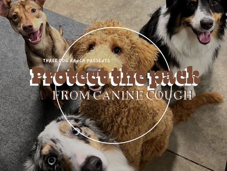 Preventing Canine Kennel Cough: A Comprehensive Guide