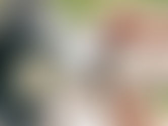 Exploring the Benefits of CBD Oil for Dogs: What Pet Owners Need to Know