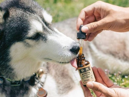Exploring the Benefits of CBD Oil for Dogs: What Pet Owners Need to Know