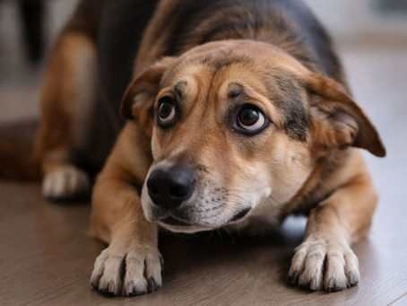 Mon chien a peur de tout