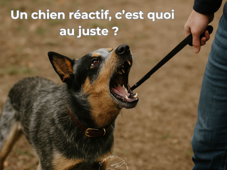 Un chien réactif, c’est quoi au juste ? 🐕