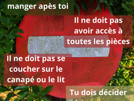Dominance chez le chien: ce que l'on croit... et ce qui mérite d'être nuancé