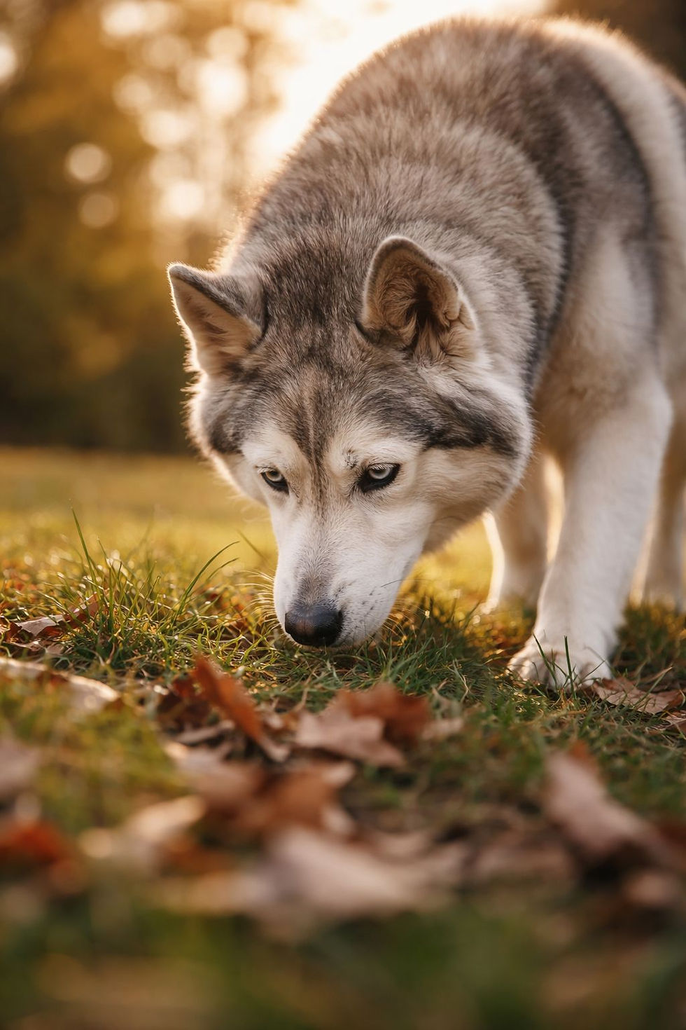 Mon chien vieillit: comprendre ses changements et l'accompagner sans culpabiliser