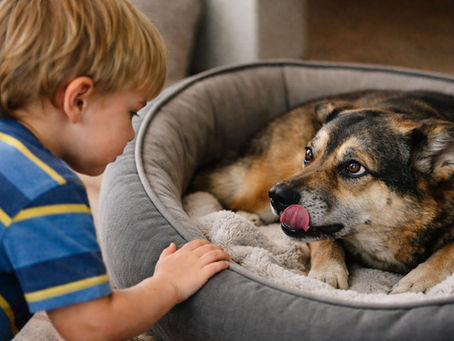 Mon chien grogne sur les enfants: comprendre et sécuriser la situation