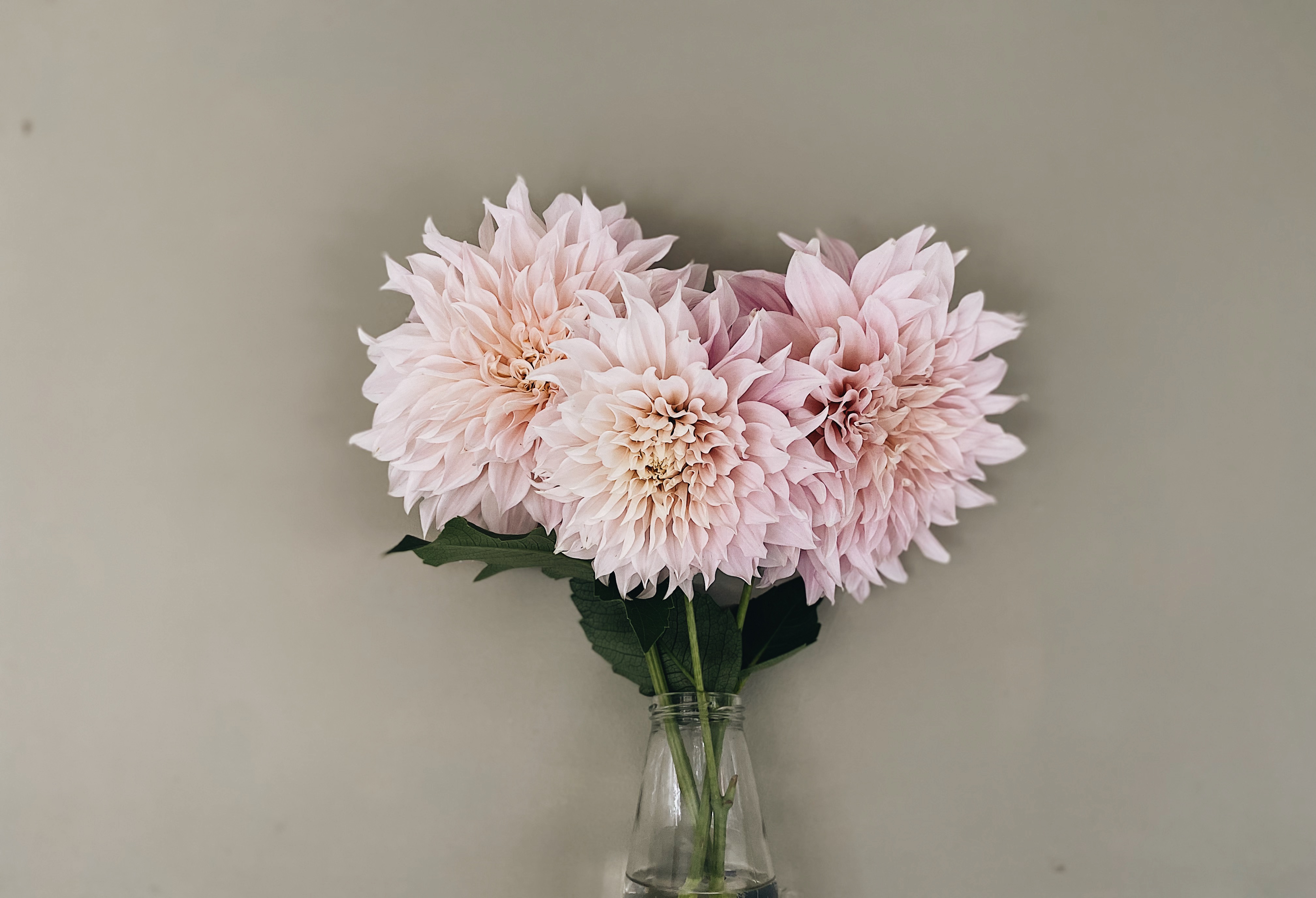 Writer: The Little Flower Graden
