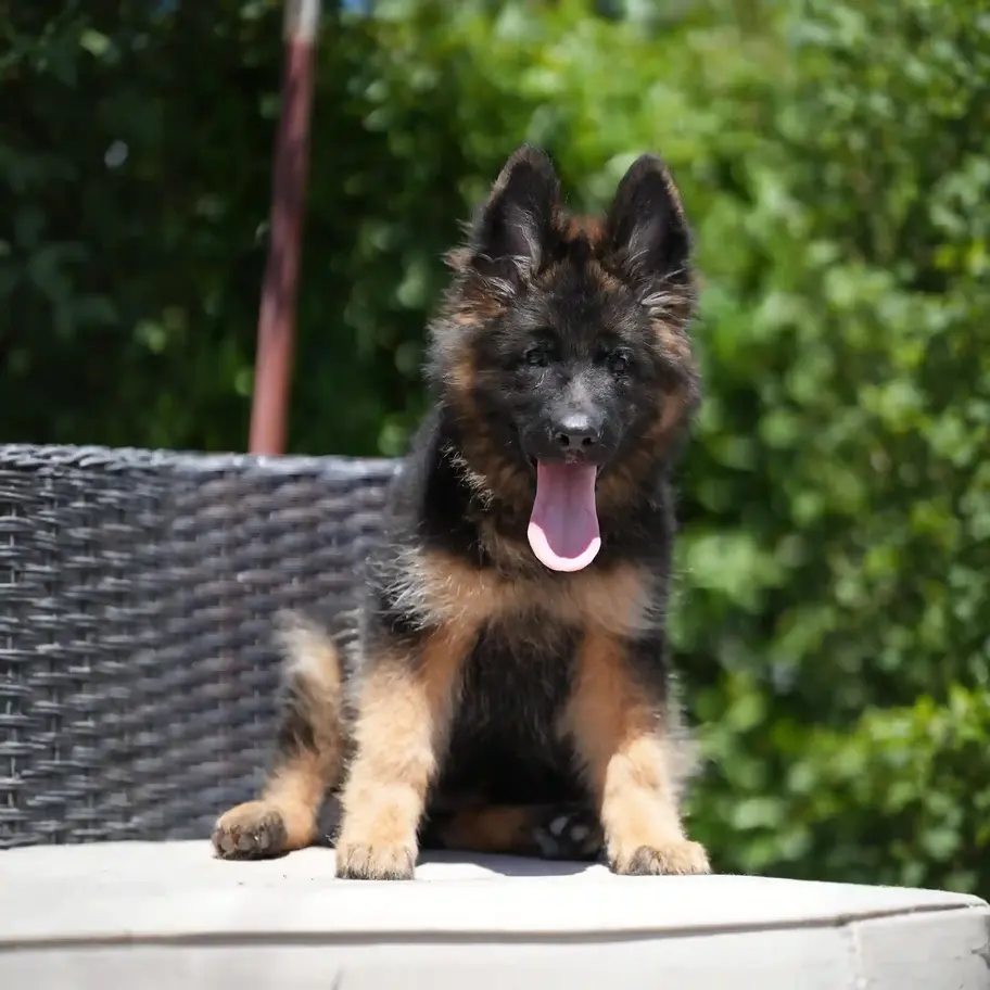 long haired german shepherd puppies