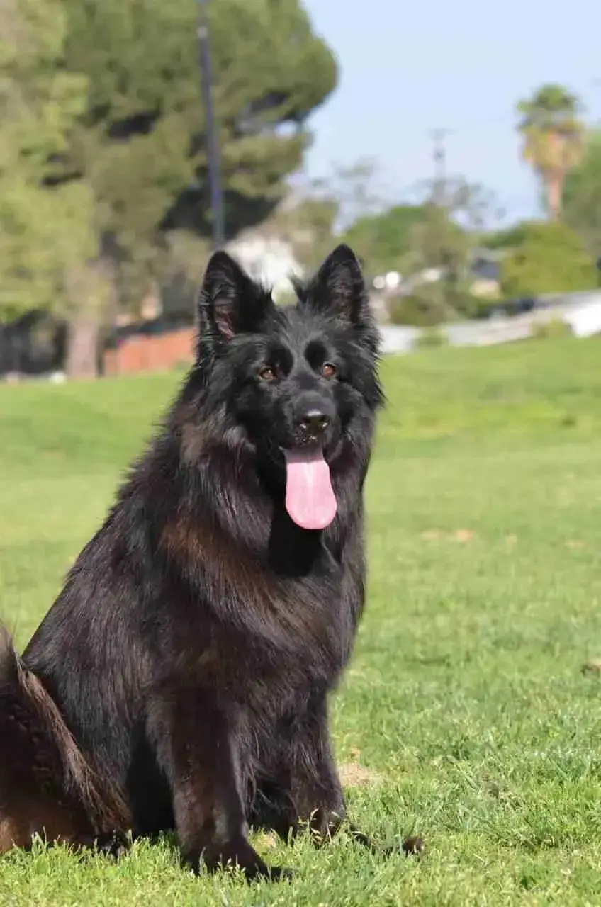 A man joyfully plays with a German Shepherd dog in a sunny