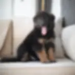 Fluffy black and red German Shepherd puppy looking to the side โ German Shepherd Puppies for Sale