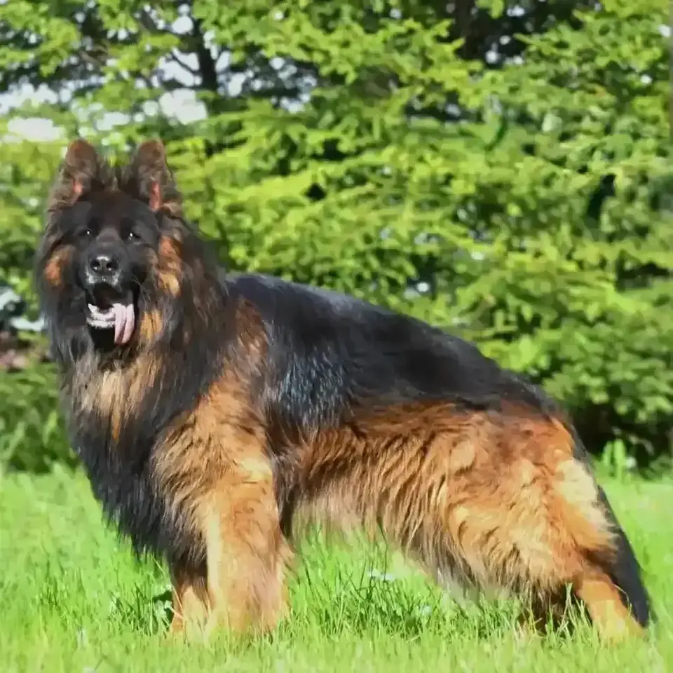 german-shepherd.webp