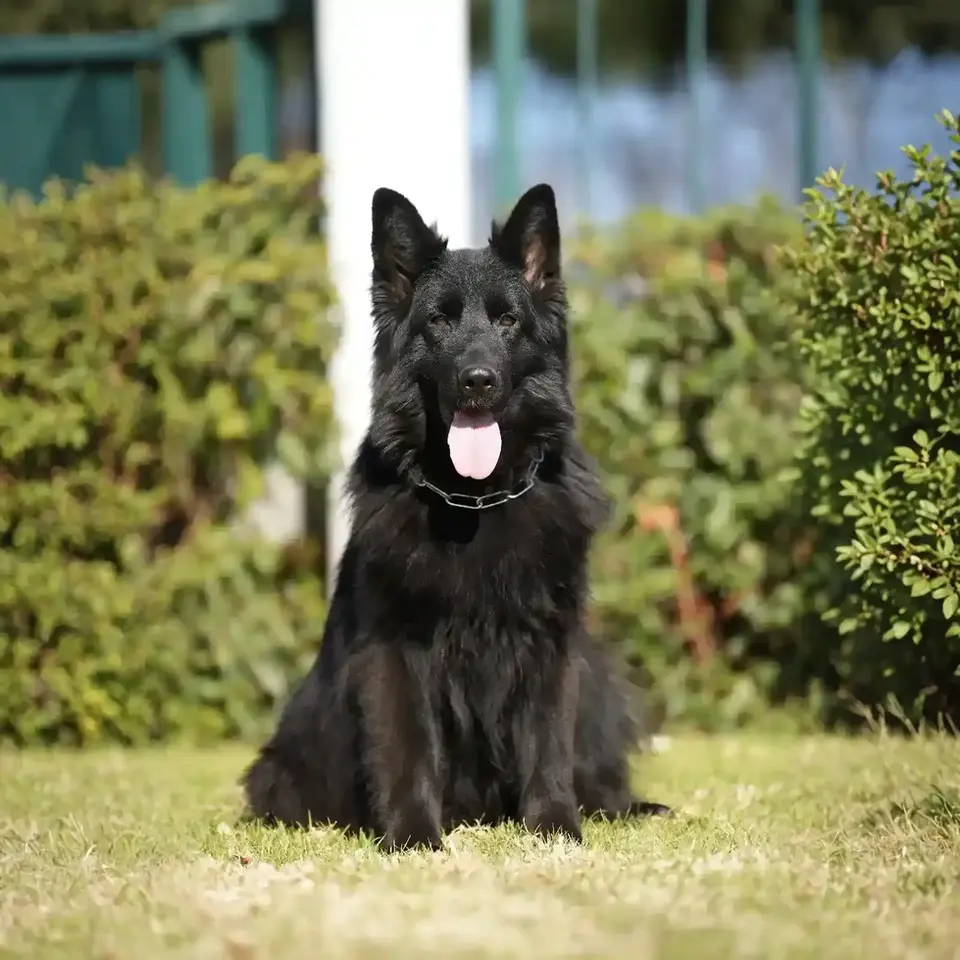Black German Shepherd Breeder.webp