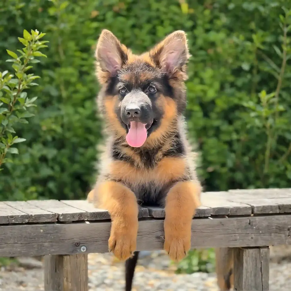 Black and Red German Shepherd Puppies