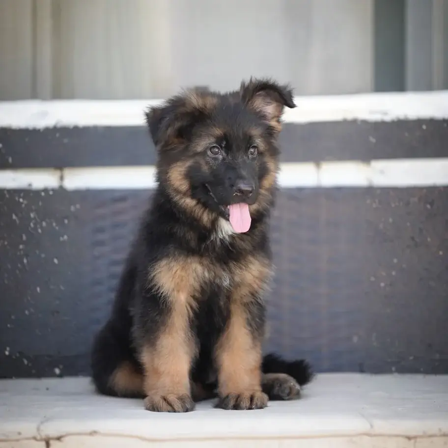 Fluffy black and tan long coat German Shepherd puppy posing outdoors
