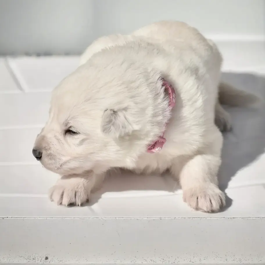 White long coat German Shepherd puppy with a pink collar on a white surface, front view in soft natural light