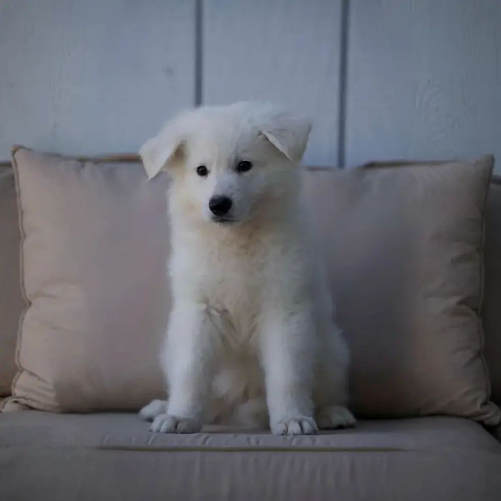 White Long Hair German Shepherd puppy sitting on a couch with beige pillows and a light wood wall background.