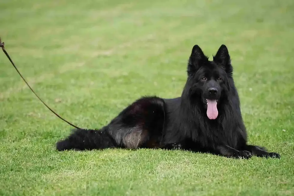 Royal Tribes K9 RTK9 full black long hair German Shepherd adult lying on grass with tongue out in Colorado Springs Colorado