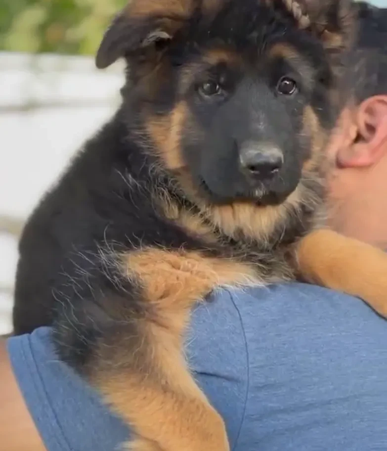 Black and tan German Shepherd puppy resting in arms outdoors with thick coat and strong healthy build