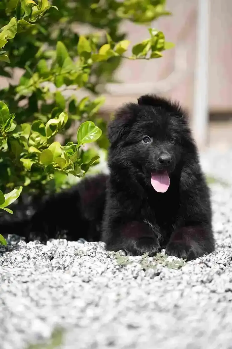 Royal Tribes K9 RTK9 full black long hair German Shepherd puppy with tongue out in Delta Colorado