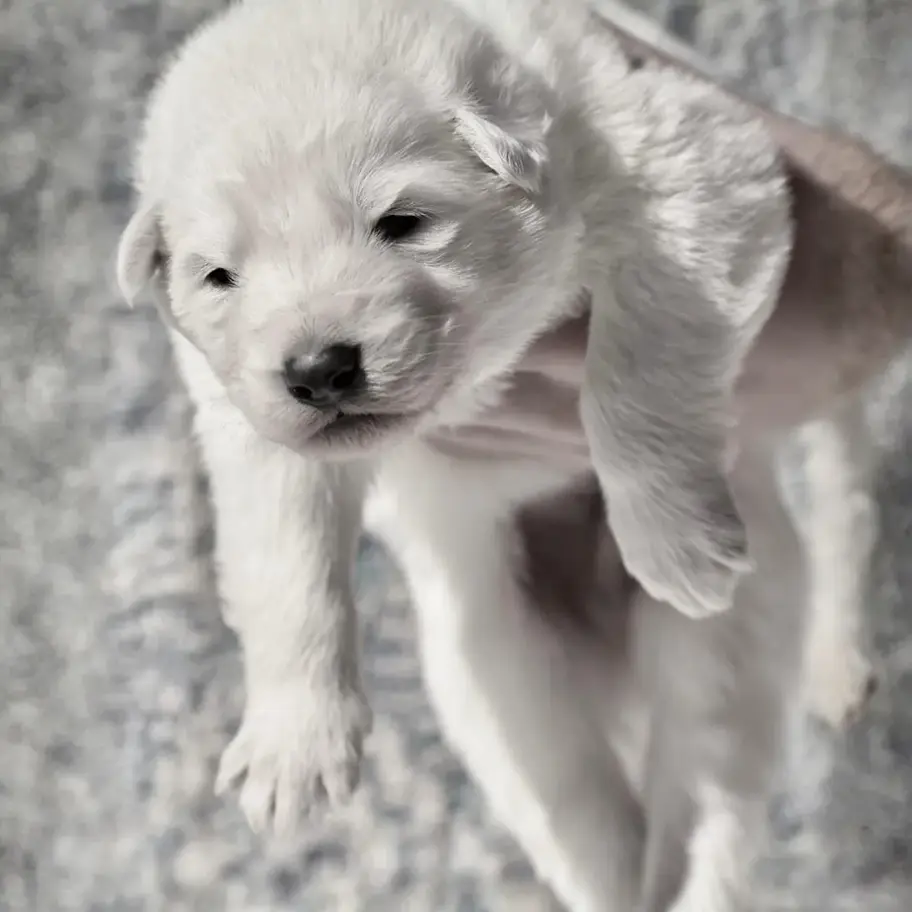 White long coat German Shepherd puppy for sale resting on a white surface, close up front view
