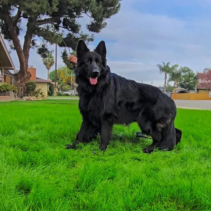 Black long hair German Shepherd for sale sitting on bright green lawn near a large tree, outdoor full body photo