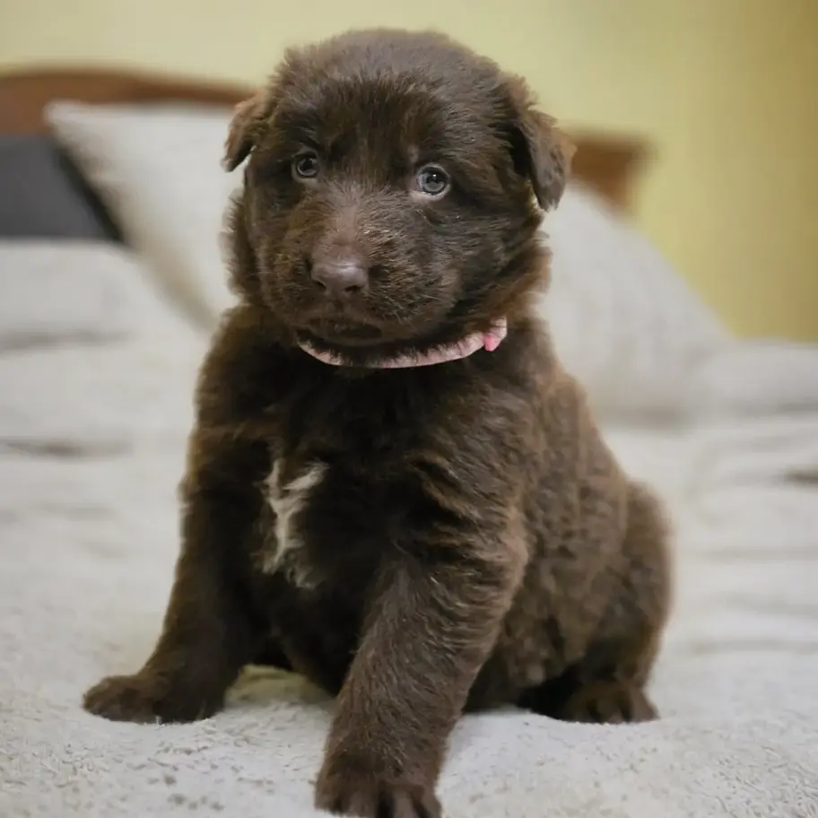 Full Liver long coat German Shepherd puppy lying on blanket, Black German Shepherd Puppies