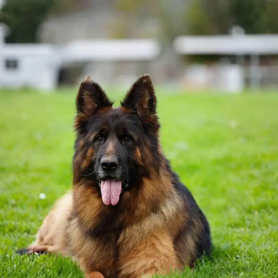 Long hair black and red German Shepherd for sale, premium adult GSD with full coat lying on green grass