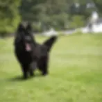 Amidor De La Madonina black long coat German Shepherd male for sale walking on grass on leash, outdoor full body photo