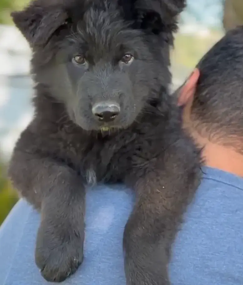 Black long hair German Shepherd puppy resting on shoulder outdoors with fluffy coat and gentle temperament