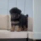 Long coat German Shepherd puppy standing on patio couch, black and tan long haired German Shepherd puppy