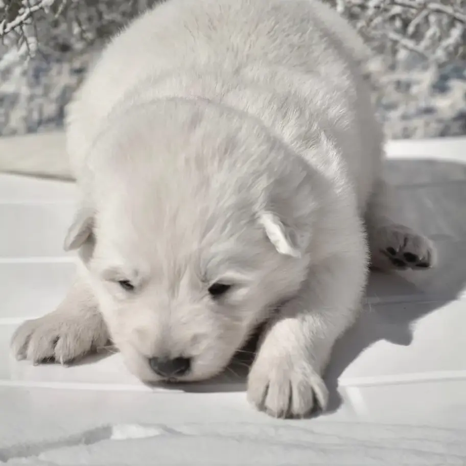 Side profile of a white long hair German Shepherd puppy lying down on a white mat, wearing a pink collar indoors