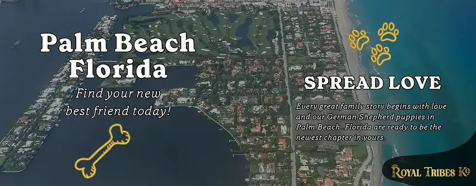 German Shepherd dogs for sale in Palm Beach, Florida â buy German Shepherd puppies online