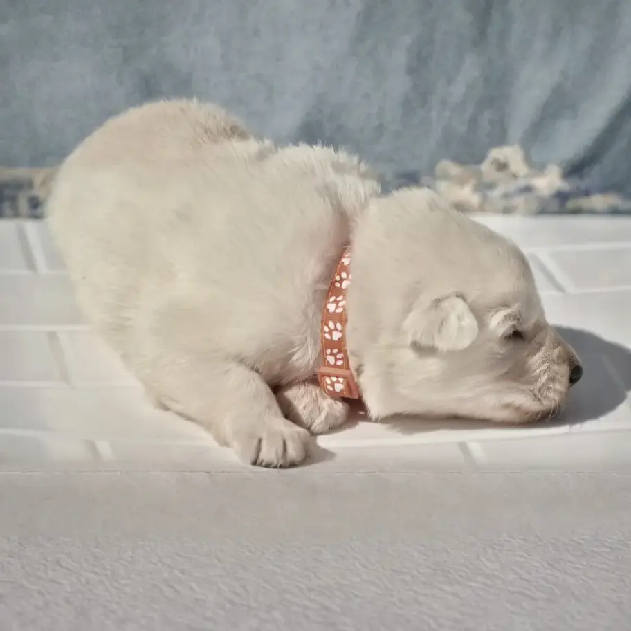 White long coat German Shepherd puppy resting on a white tile surface, side profile in soft sunlight