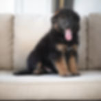 Black and red long hair German Shepherd puppy sitting on a sofa โ German Shepherd Puppies for Sale