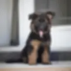 Black and red German Shepherd puppy sitting and looking at the camera