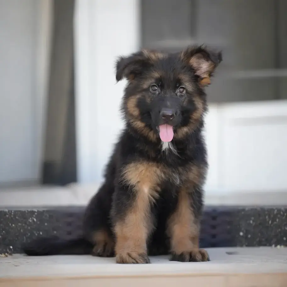 Black and red German Shepherd puppy sitting and looking at the camera