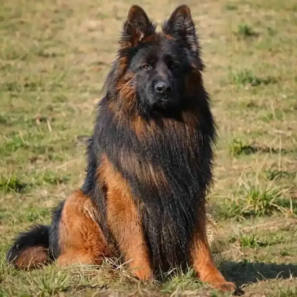 german-shepherd.webp
