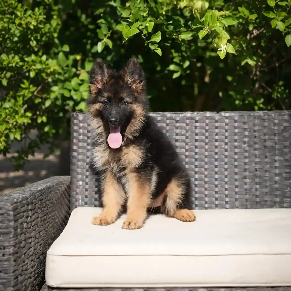 black-red-long-haired-german-shepherd-puppy-for-sale