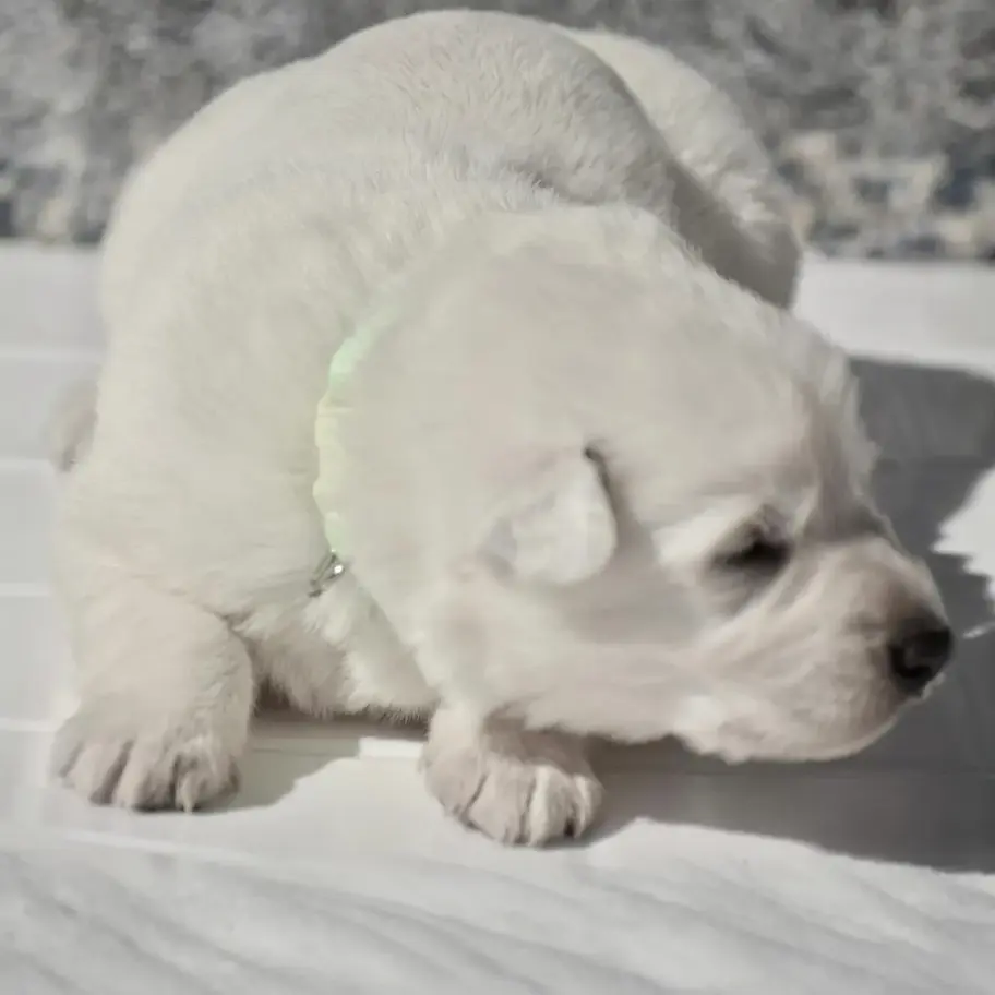 Long coat white German Shepherd puppy walking toward camera on white tile with blue patterned backdrop